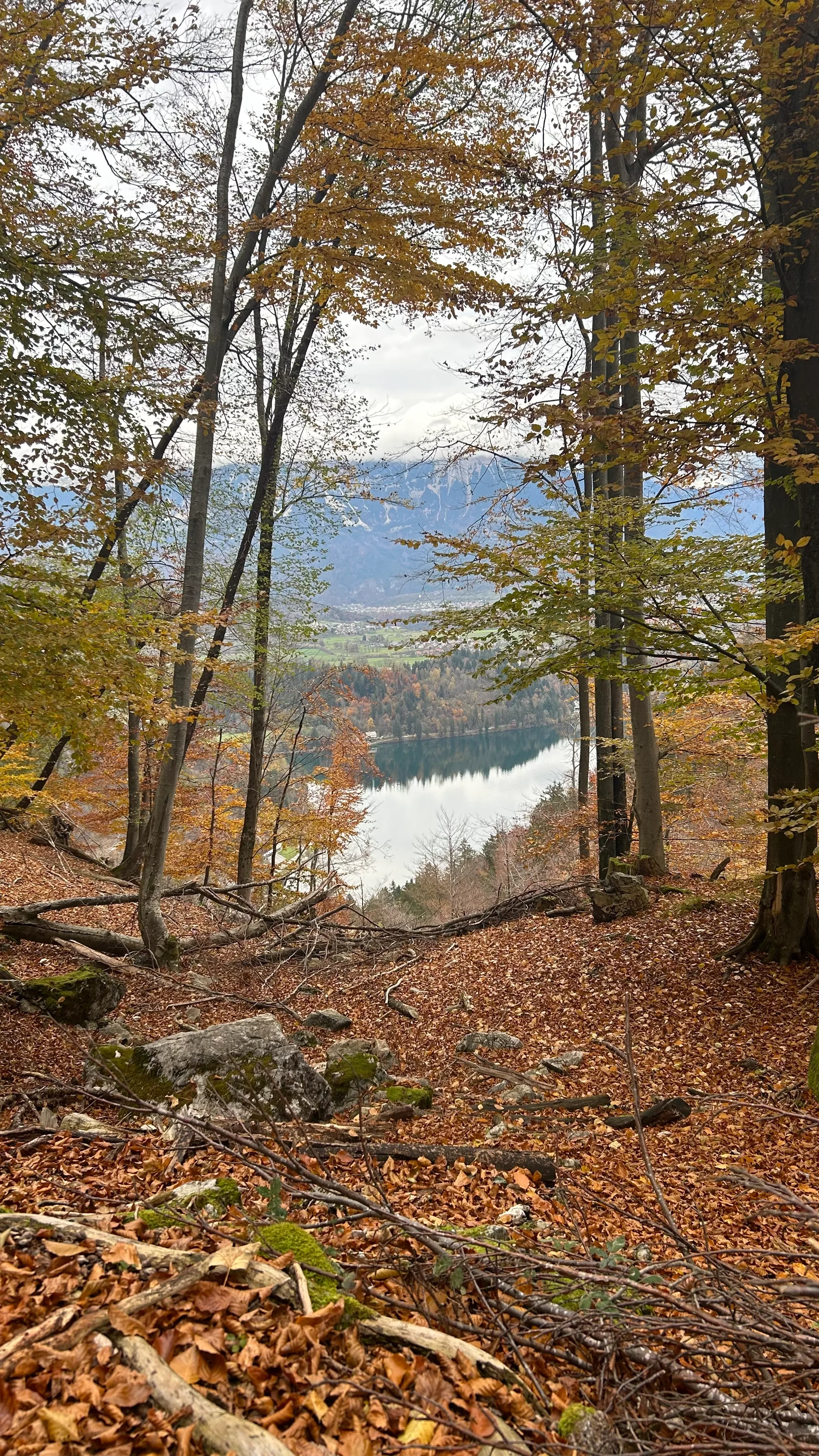 Lago Bled en otoño, hojas secas, árboles sin hojas, paisaje esloveno