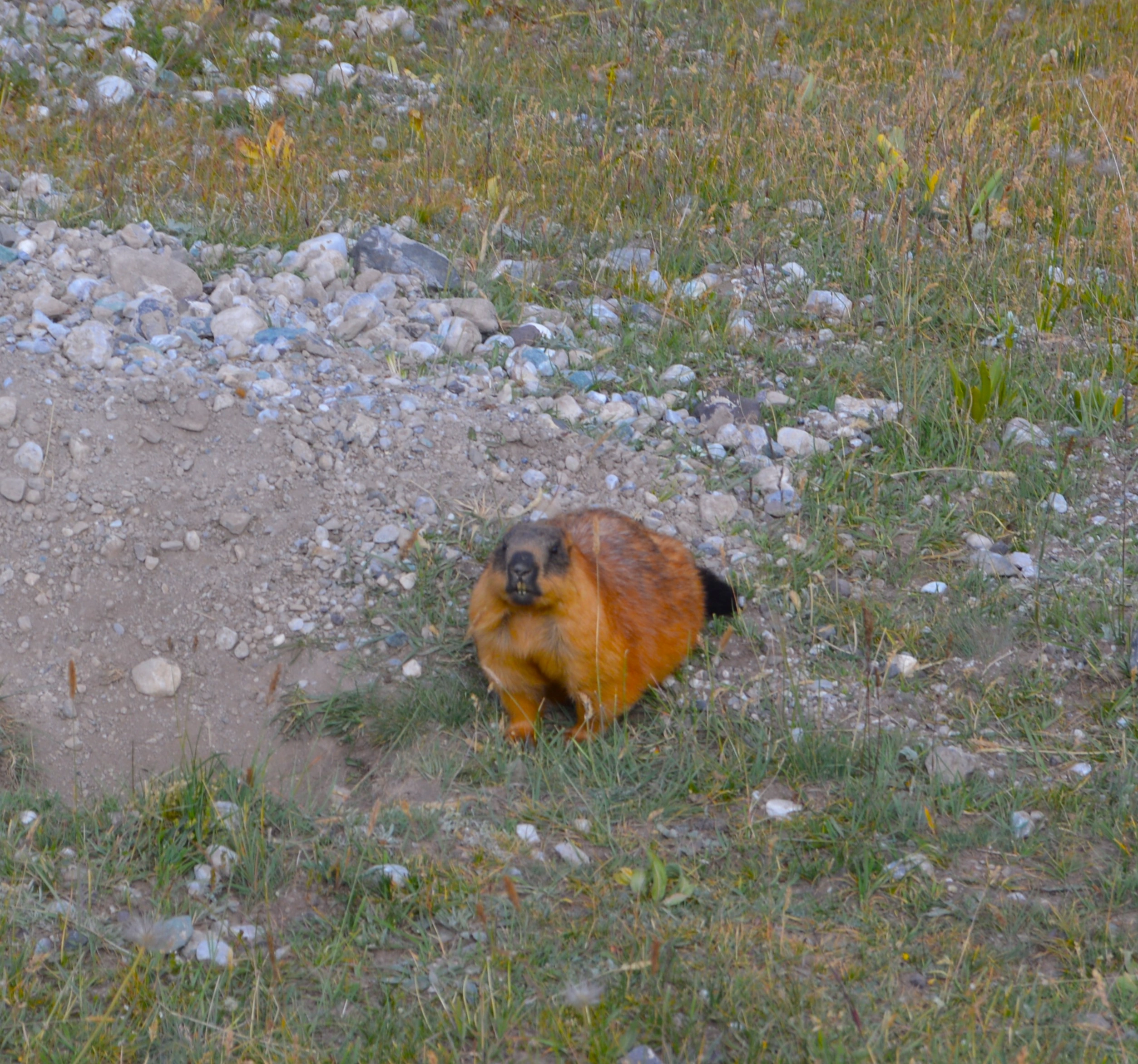 Marmota observando en primer plano en el Travelers Pass