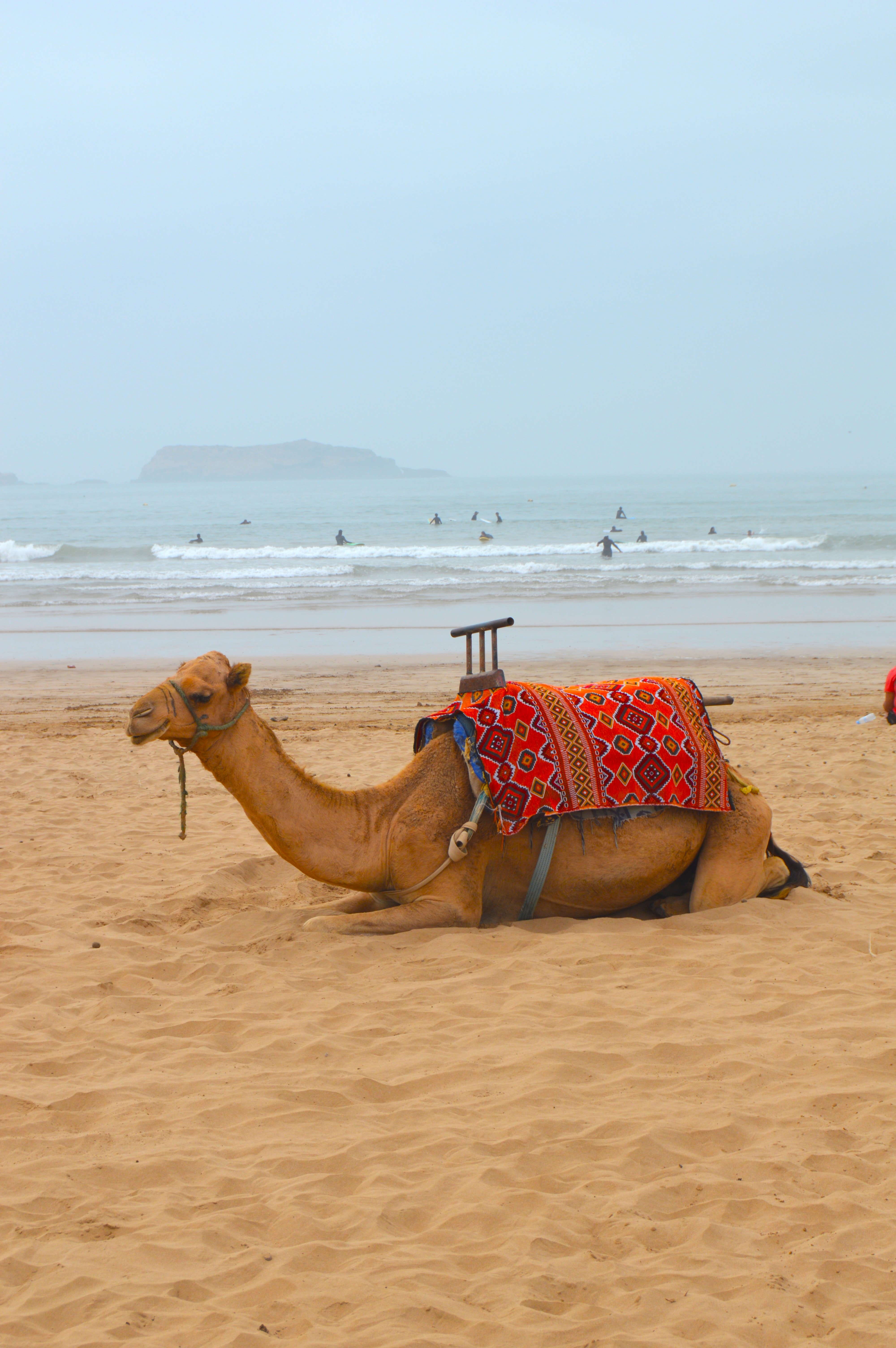 Camello con el Atlántico de fondo en Essaouira - Contraste desierto-mar