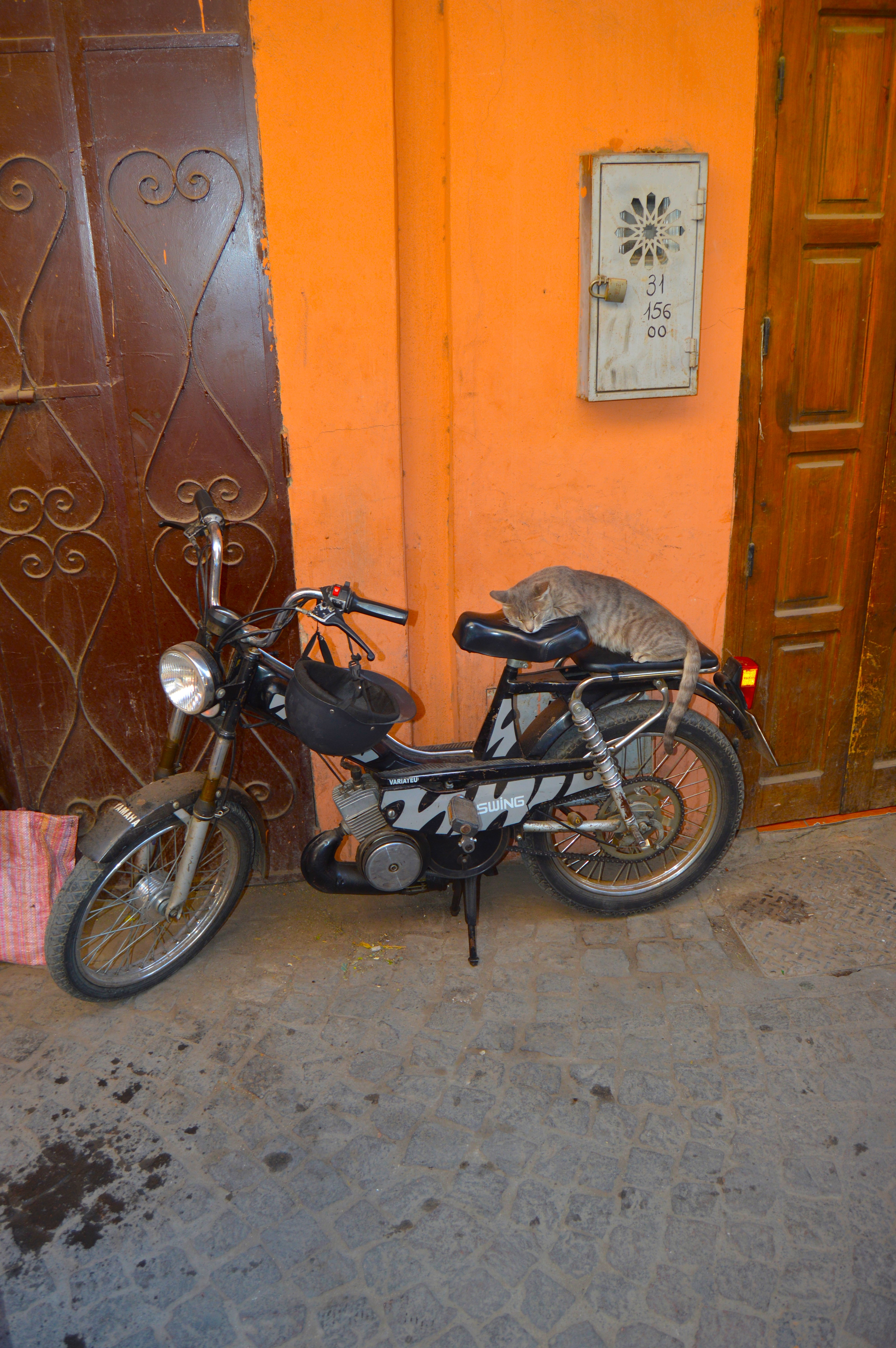 Gato durmiendo sobre una moto en Marrakech - Escena callejera típica
